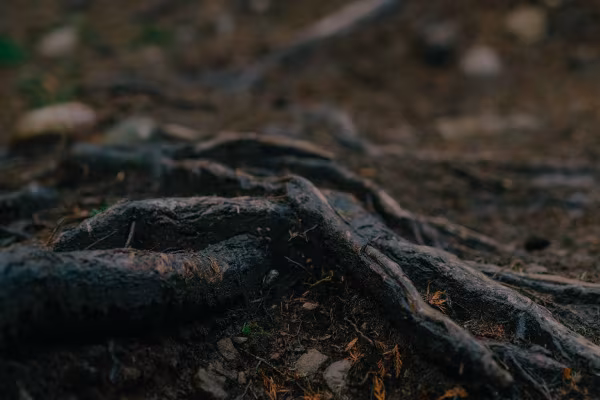 Spire Lifetime Warranty Text